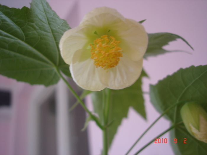 DSC09129 - Abutilon 2011