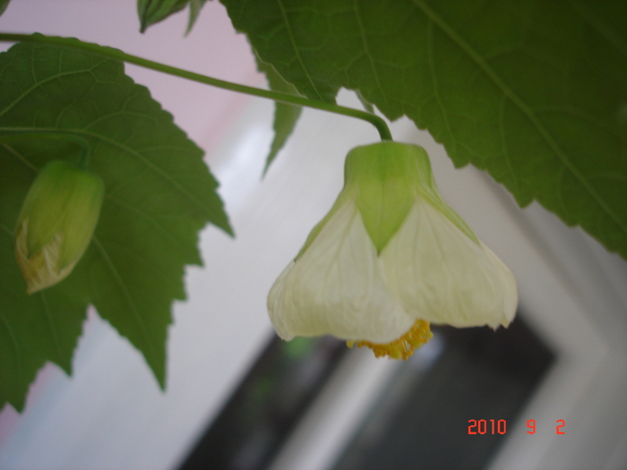 DSC09130 - Abutilon 2011