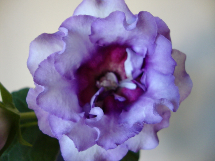 DSC01225 - 2010 gloxinii