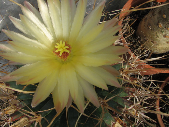 A doua floare 2010 (1) - Leuchtenbergia principis