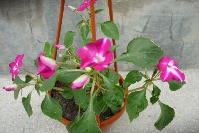 impatiens waleriana