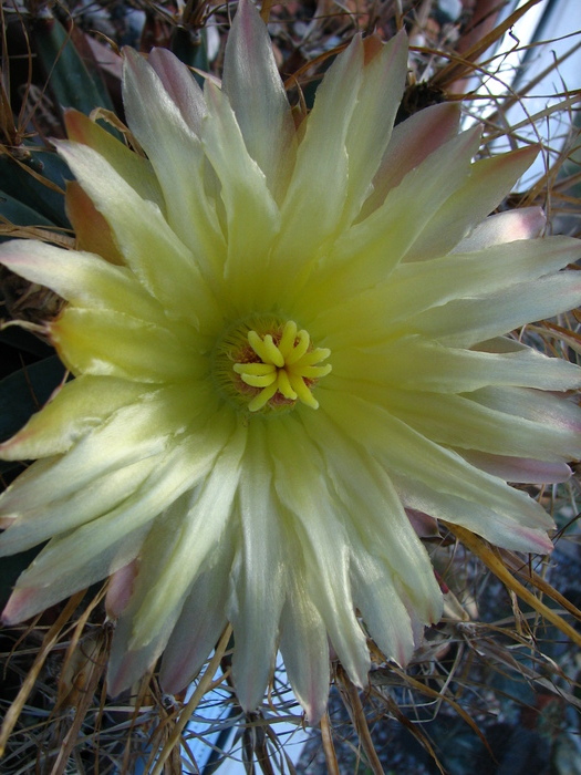 A doua floare 2010  - Leuchtenbergia principis