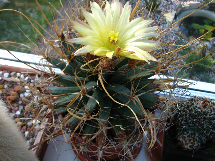 A treia floare 2010 (4) - Leuchtenbergia principis