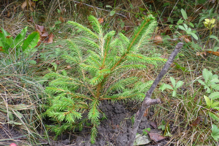 puiutul de molid plantat in 28 august  2010 - Vara