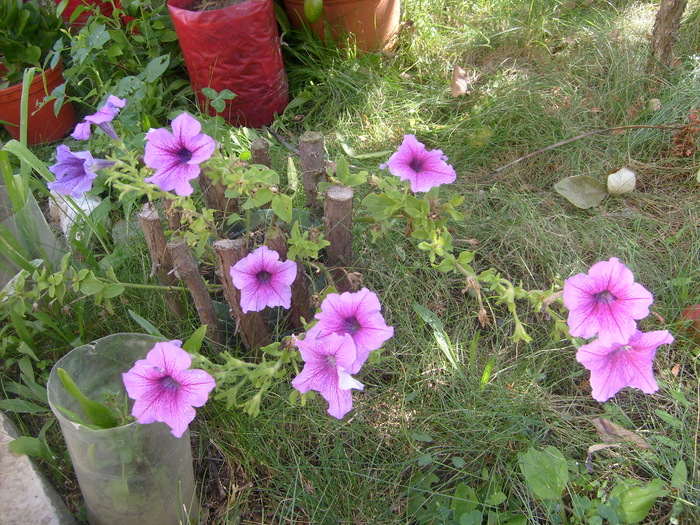 petuniile in 30 august 2010 - Vara