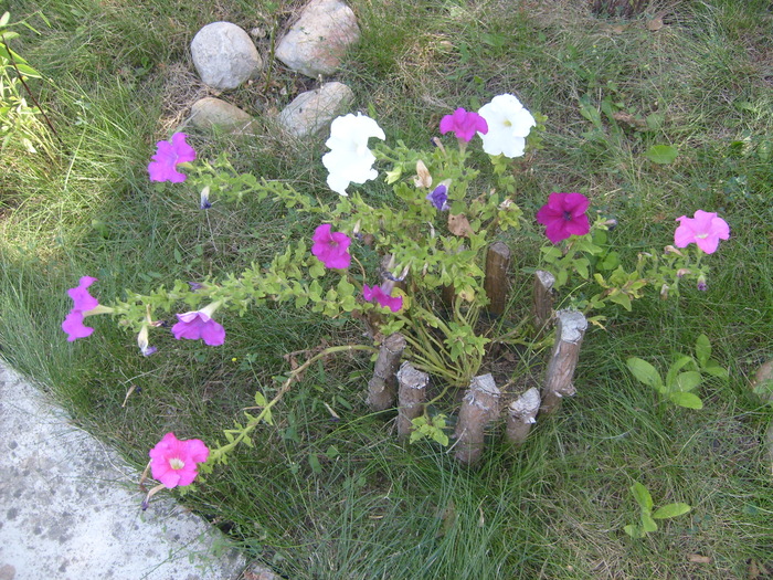 S6304063 - Vara
