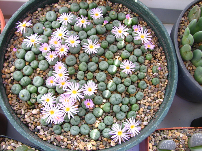 Conophytum 1 - Lithops si Conophytum