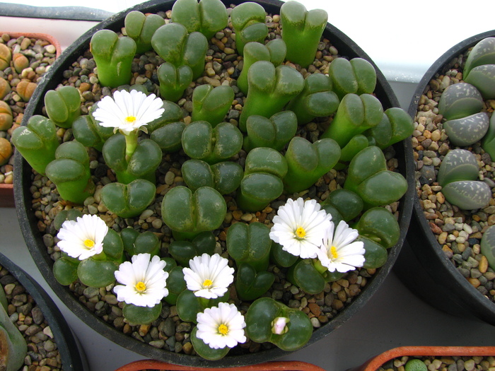 Conophytum 2 (1) - Lithops si Conophytum