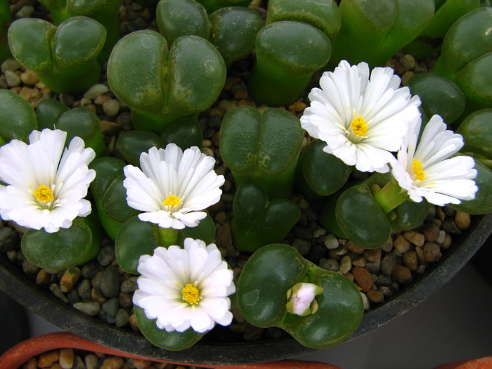 Conophytum 2 (2) - Lithops si Conophytum