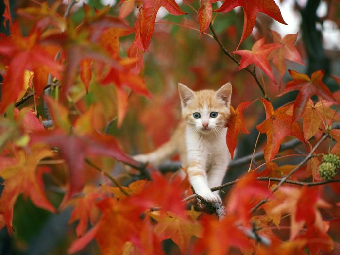 Autumn Tabby - pisicutze