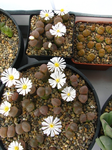 Conophytum 3 (2) - Lithops si Conophytum