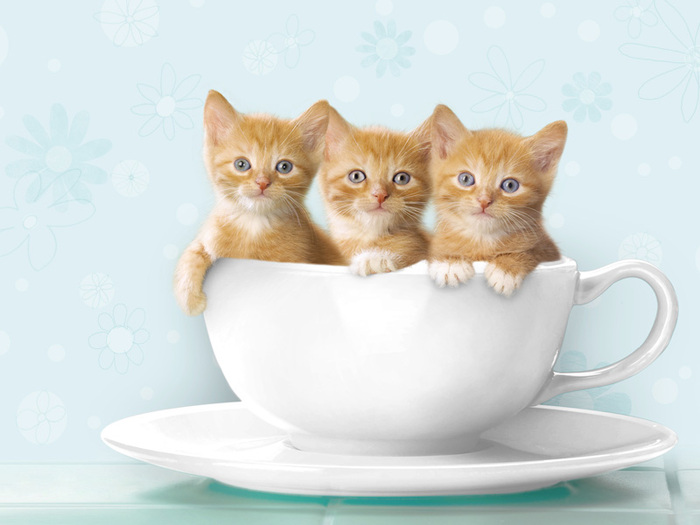 Cattuccino - pisicutze
