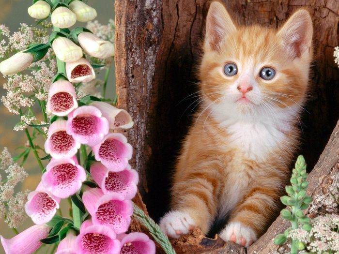 Ginger Cat and Foxgloves - pisicutze