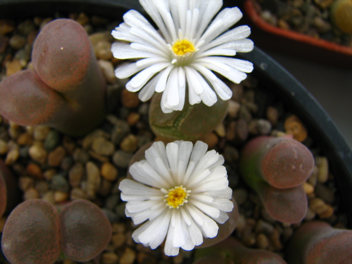 Conophytum 3 (4) - Lithops si Conophytum