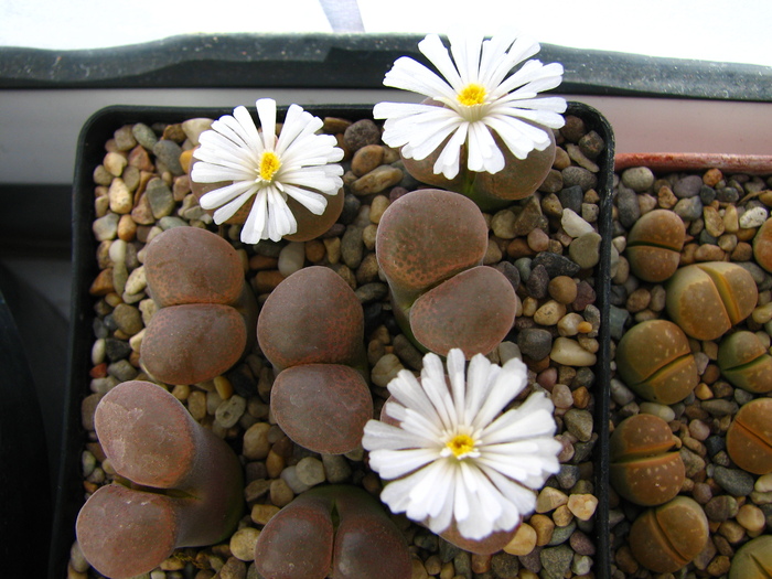 Conophytum 3 (5) - Lithops si Conophytum