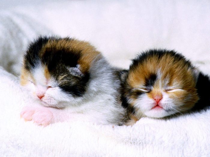 Tommy and Tia, Scottish Fold Kittens - pisicutze