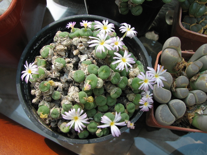 Conophytum 4 (1) - Lithops si Conophytum