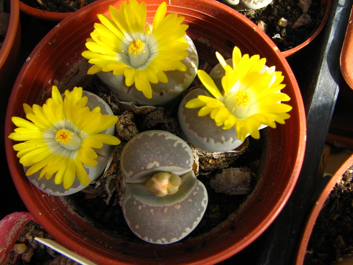 Lithops 1 - Lithops si Conophytum