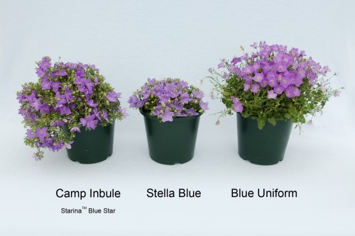campanula stella blue