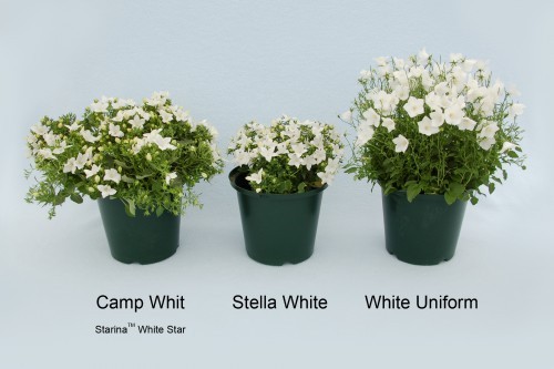 campanula stella white - Campanula