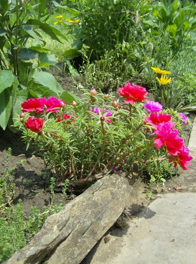 Floare de piatra - Flori 2010