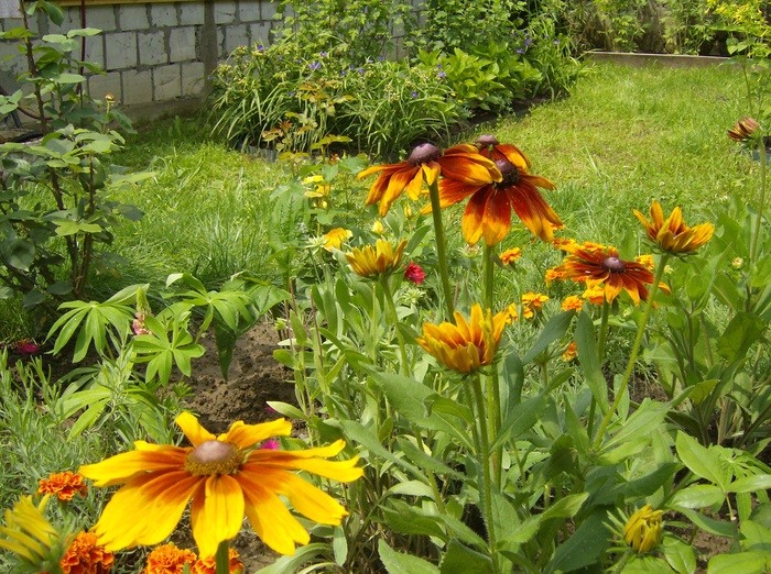 Rudbeckii - Flori 2010