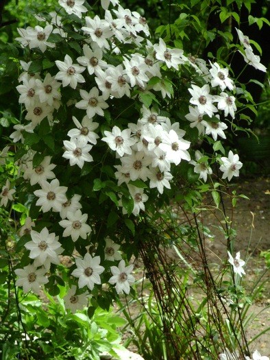 Miss Bateman - CLEMATIS 2010