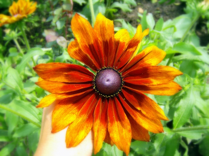 Rudbeckia - Flori 2010