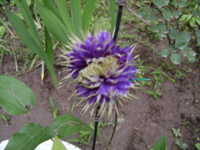 multi blue; La o luna de cand s-a desfacut floarea, petalele mari au cazut dar din mijloc tot apar altele noi.
