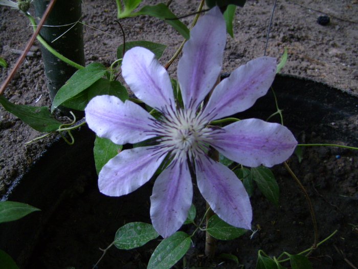 nelly moser - CLEMATIS 2010