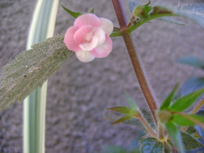 DSC07580 - Achimenes