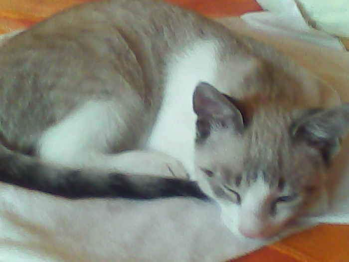 mihaela (8) - pisica mea