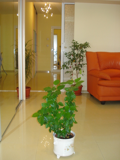 HIBISCUSUL GALBEN,I-AU TRECUT FLORILE,DAR CRESTE PE ZI CE TRECE - FLORILE MELE