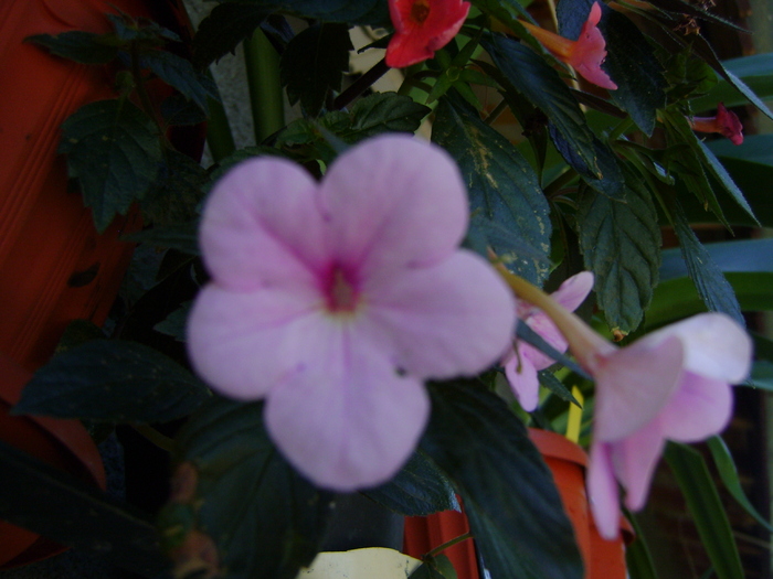 DSC07517 - Achimenes