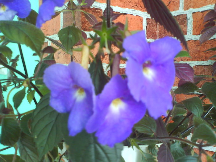 DSC03289 - achimenes