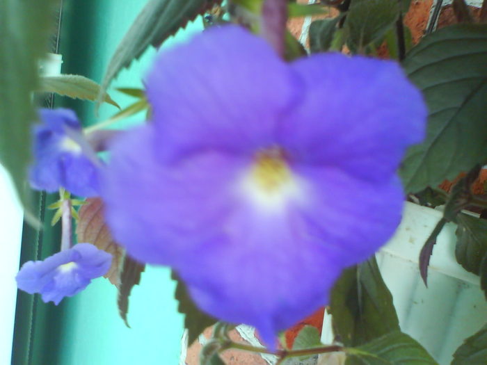 DSC03290 - achimenes