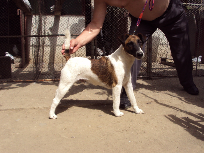 M vandut - Fox terrier-neted