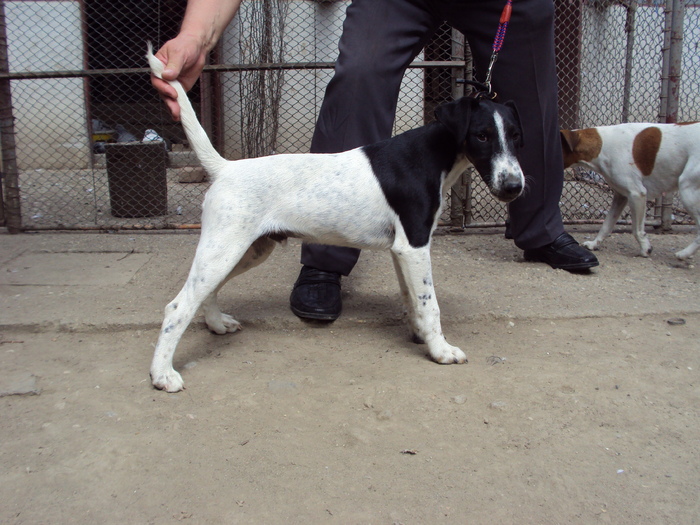 M Cezar - Fox terrier-neted