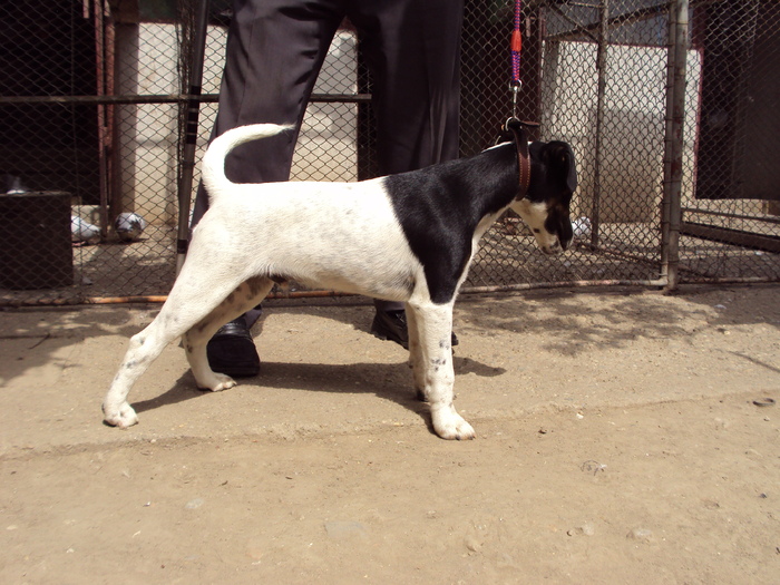 M 2010 - Fox terrier-neted