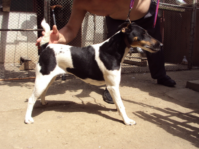 Bunica lui Cezar - Fox terrier-neted