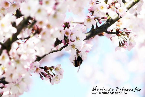 ador florile de cires..;x - xx Cherry Blossom xx