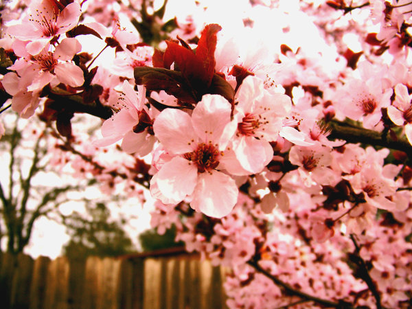  - xx Cherry Blossom xx