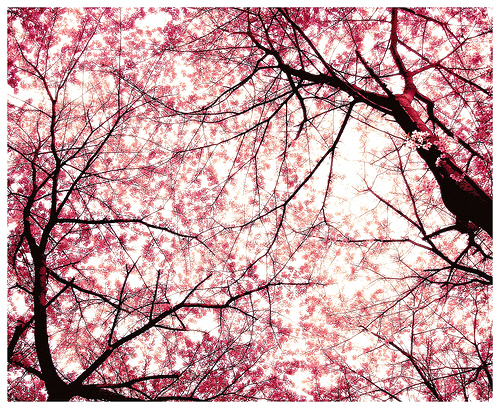  - xx Cherry Blossom xx