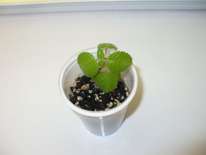 P1290757 - Lilacina viridis