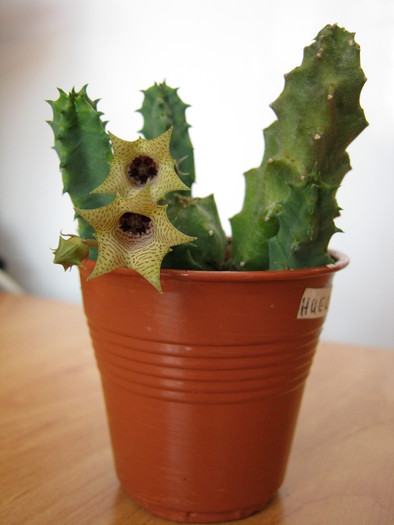 Huernia thuretii v. thuretii