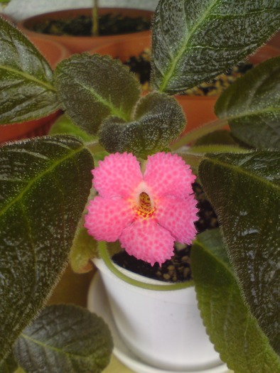 E. Metallica - Episcia