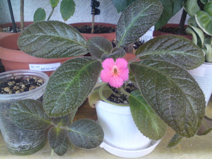 E. Metallica (1) - Episcia