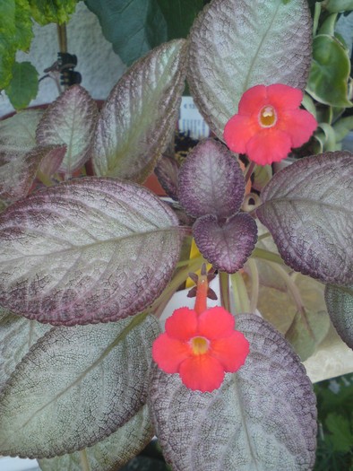 Episcia Moon Light - Episcia