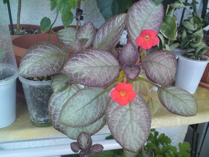 Episcia Moon Light (1) - Episcia