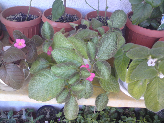 Grup - Episcia